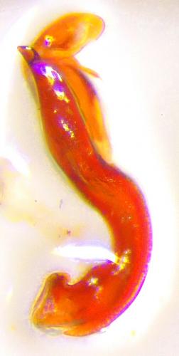 Réf. 213 250 : Hydraena gracilis